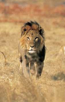 botswana-african-safari-lion-charging-w-kwando-safaris-mark-tennant[1] (1).jpg